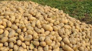 বছরের সর্বোচ্চ দামে বিক্রি হচ্ছে আলু