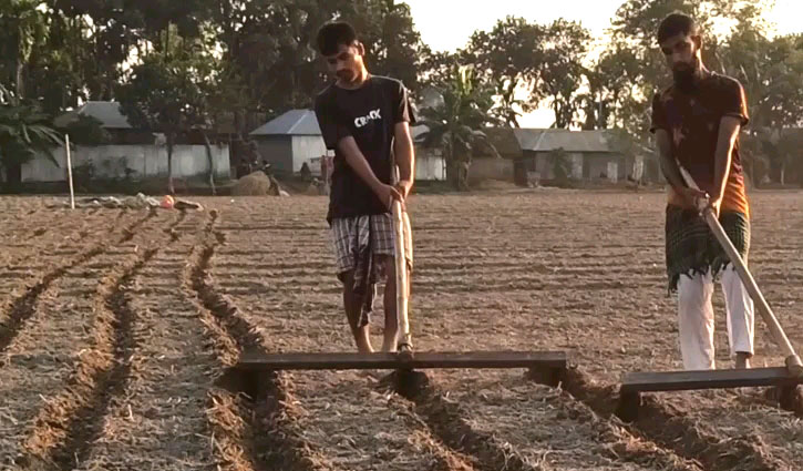 ঠাকুরগাঁওয়ে আগাম আলু চাষে ব্যস্ত কৃষক