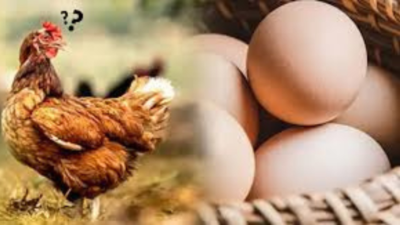 ইনফিনিটি সিক্যুয়েল:ডিম আগে না মুরগি আগে