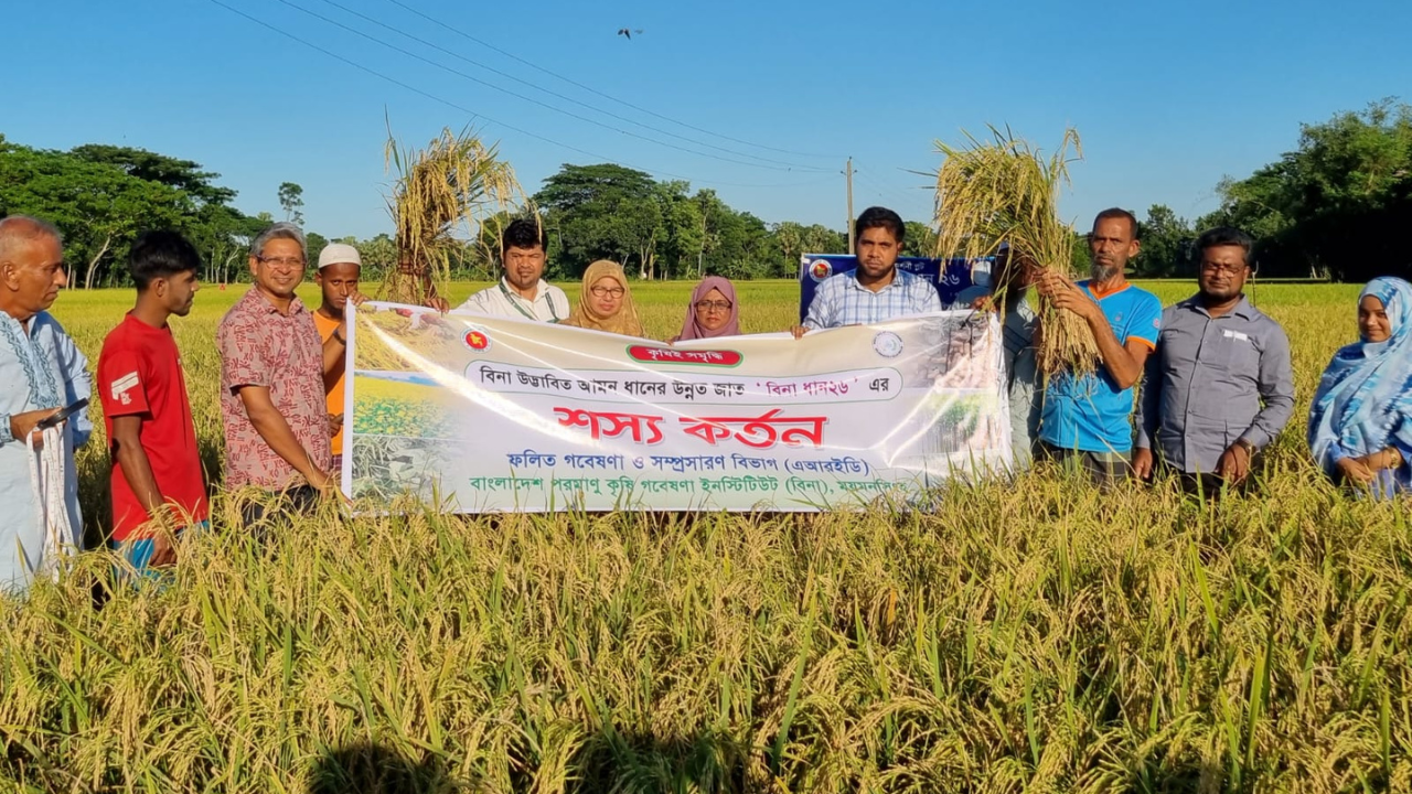 কৃষকের মুখে হাসি ফোটাচ্ছে উচ্চফলনশীল ‘বিনা ধান২৬’