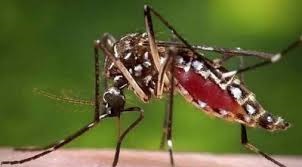 ফরিদপুরে ডেঙ্গুতে ১ জনের মৃত্যু