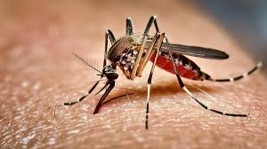 ডেঙ্গুতে ৭ জনের মৃত্যু,পাঁচজনই ঢাকায়