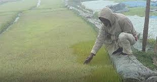 ঘন কুয়াশা: উত্তরাঞ্চলের ফসল আর জনজীবনে প্রভাব
