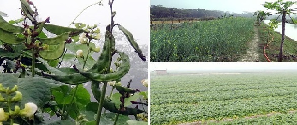 শীত: চাষিদের করণীয় জানতে ১৬১২৩ বা ৩৩৩১ নম্বরে কল করতে পারেন