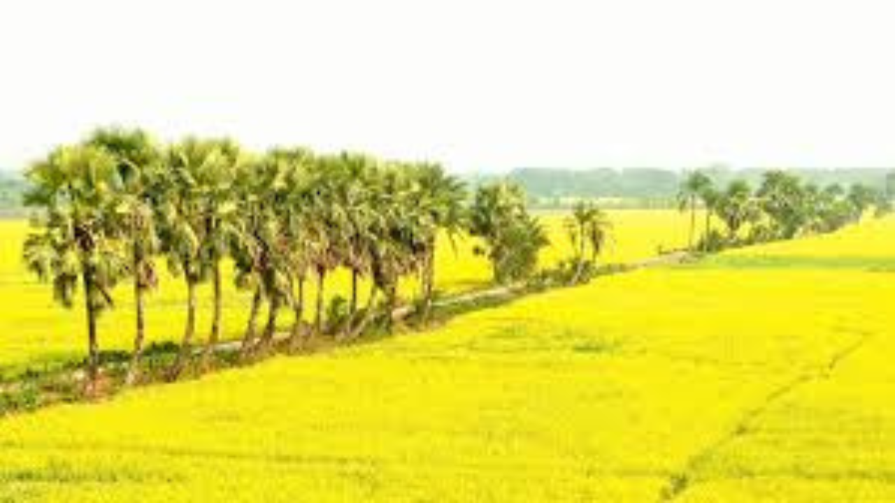 হলুদ গালিচায় কৃষকের স্বচ্ছলতার স্বপ্ন