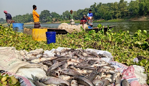 ফরিদপুরে জলাশয়ে বিষ দেয়ার অভিযোগ, ৪ দিন ধরে মাছ মরছে