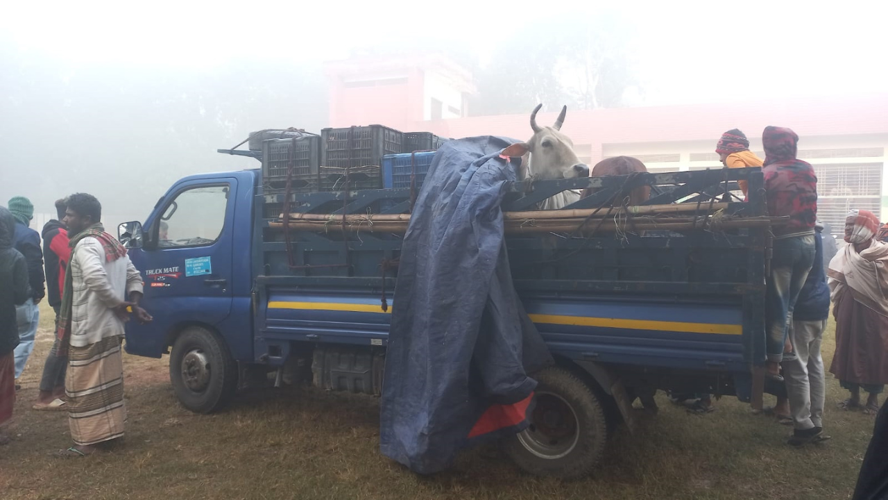 মাদারীপুর থেকে চুরি হওয়া গরু ফরিদপুরে জনতার হাতে চোরসহ আটক