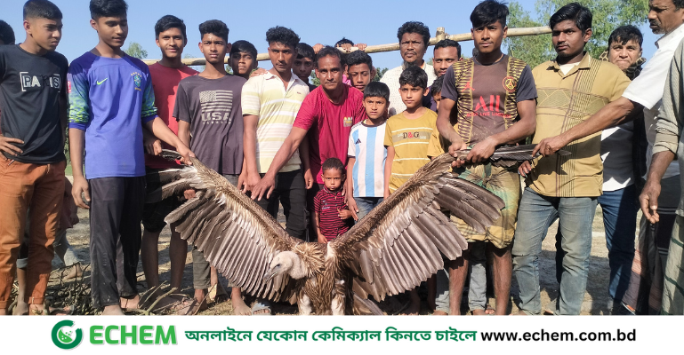 কুড়িগ্রামে দুর্লভ শকুন দেখতে জনতার ভিড়, এলাকাজুড়ে চাঞ্চল্য