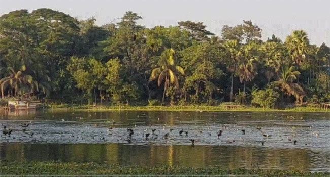 অতিথি পাখির কলতানে মুখর আজরাঈল দীঘি