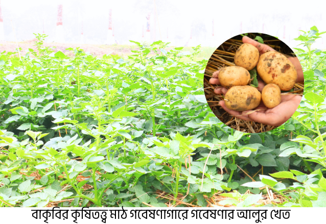 পরিবেশবান্ধব ‘বিনা চাষ’ পদ্ধতিতে আলু উৎপাদনে অধিক ফলন
