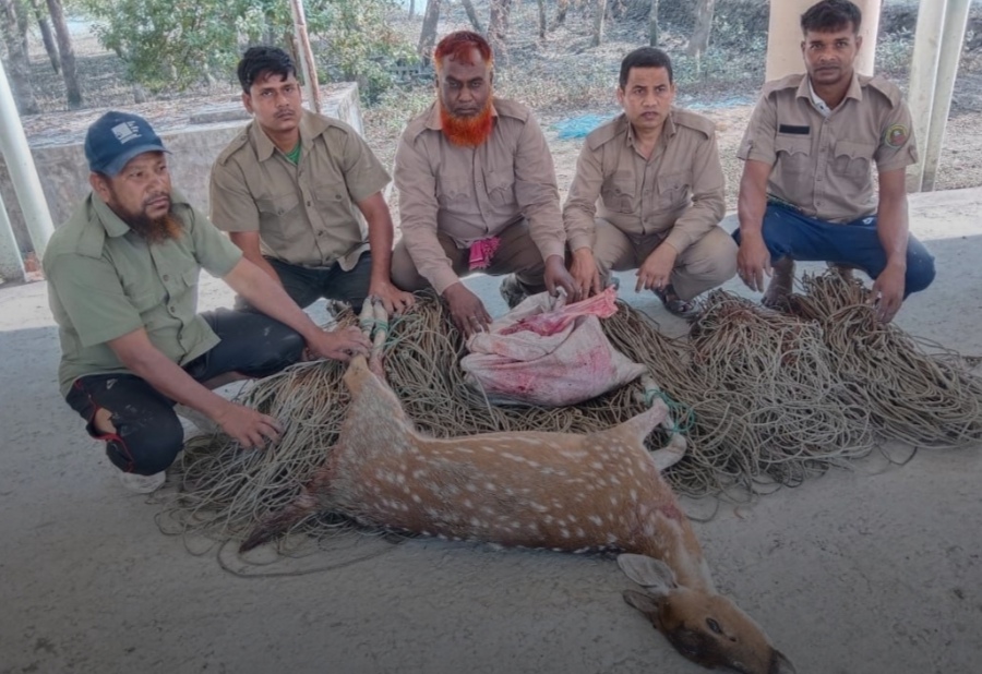 বনকর্মীদের অভিযানে সুন্দরবনে মৃত হরিণ, মাংস ও ফাঁদ উদ্ধার