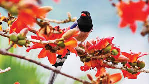 বসন্ত এসে গেছে...