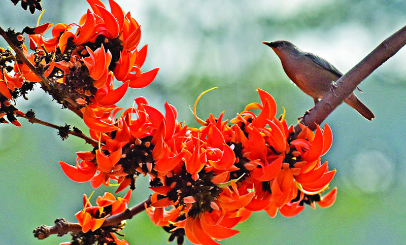 বসন্তে পলাশ ফুলের সাজে গোপালগঞ্জের প্রকৃতি