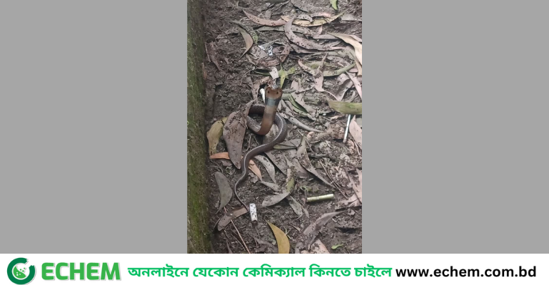 নোবিপ্রবি ক্যাম্পাসে বিষধর পদ্ম গোখরার দেখা, আতঙ্কে শিক্ষার্থীরা