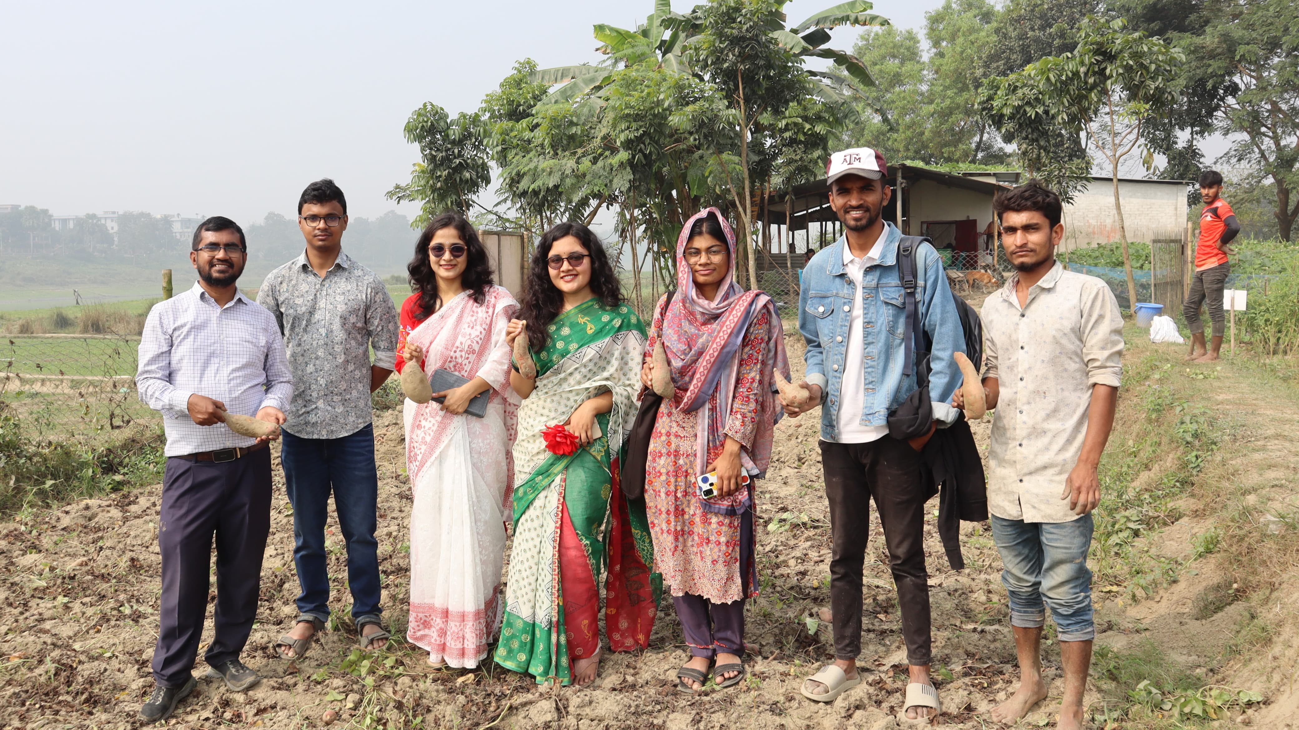 বাউ মিষ্টি আলু-৫: মিষ্টি আলুর উৎপাদনে নতুন বিপ্লব