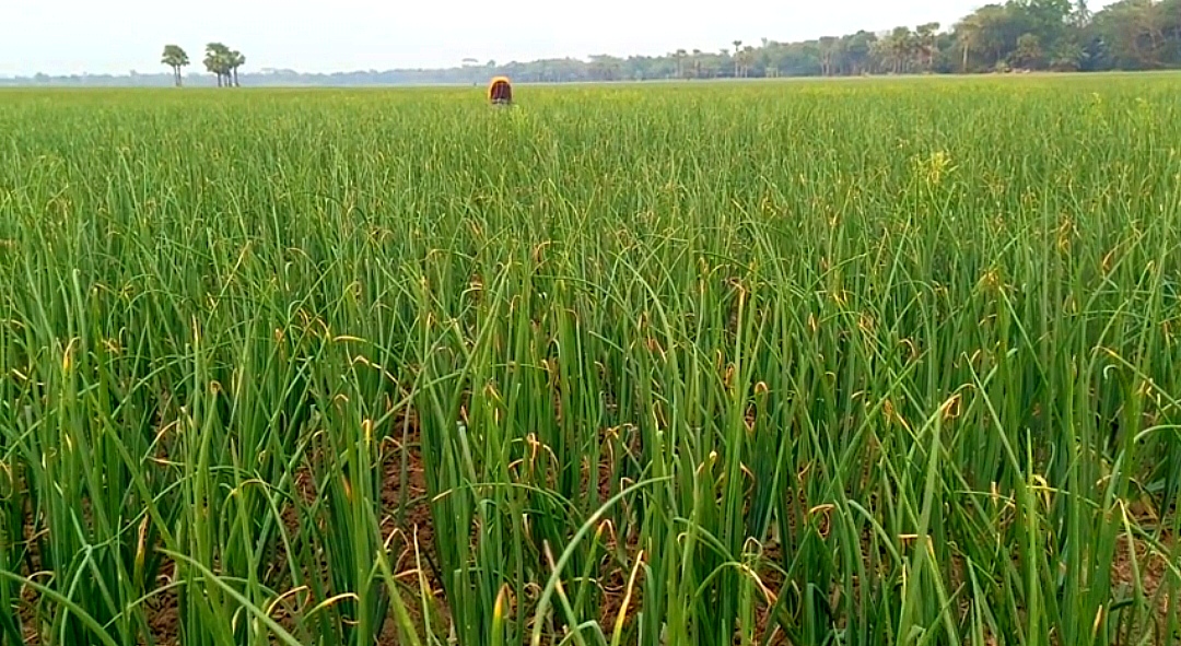 ফরিদপুরে পেঁয়াজের দাম নিয়ে দুশ্চিন্তায় চাষিরা