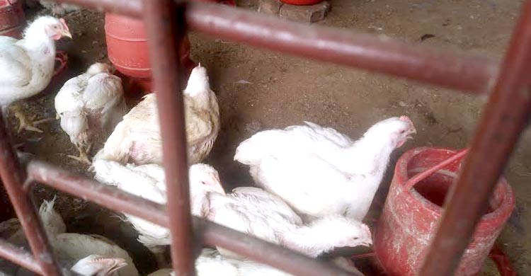 ঈদের আগে বাড়লো মুরগির দাম