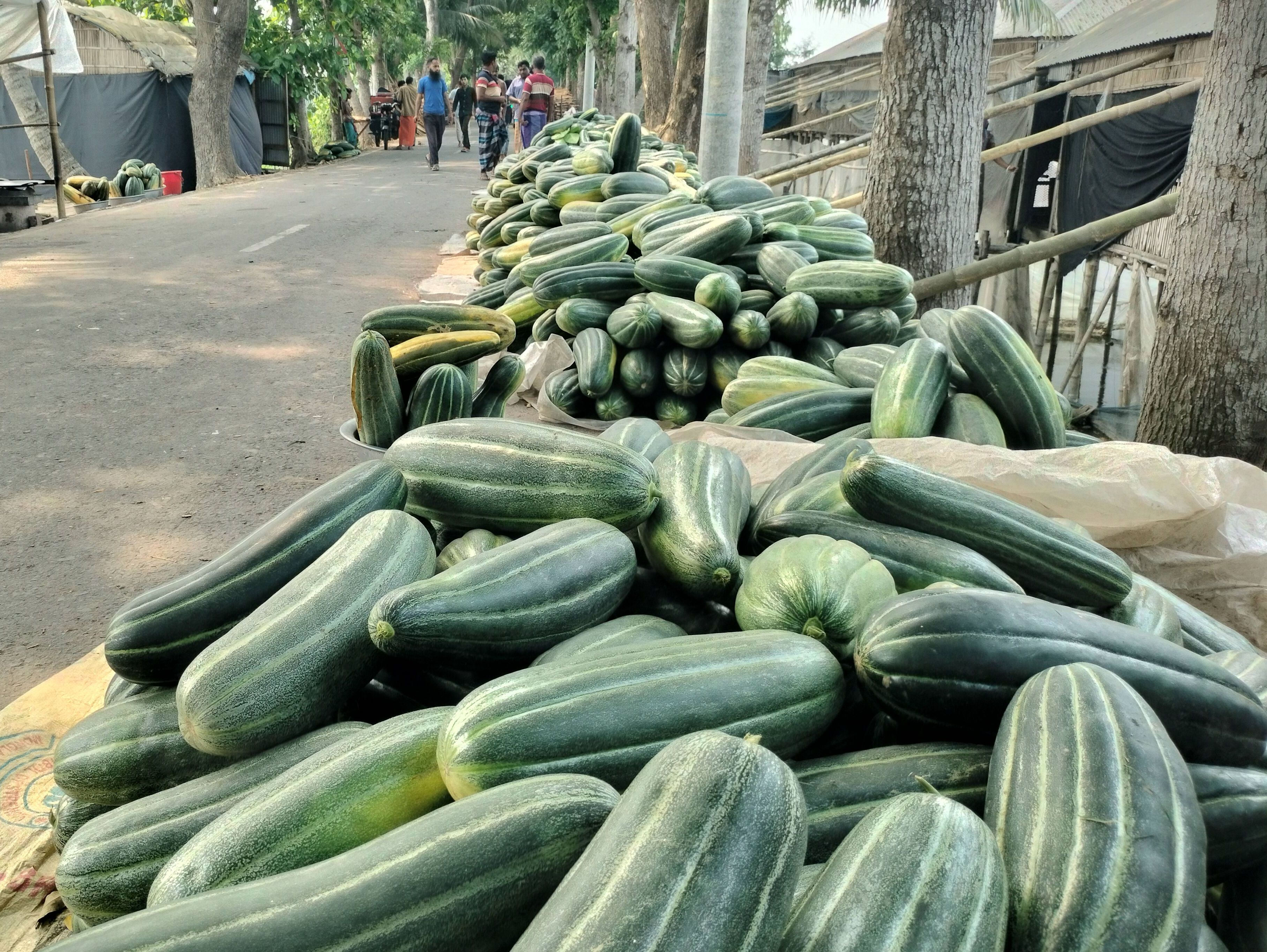 কোটালীপাড়ায় সড়কের পাশে বিক্রি হচ্ছে ফুটি-বাঙ্গি, লাভবান হচ্ছে কৃষকরা