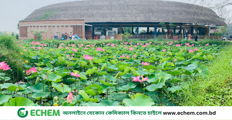 খুলনা বিশ্ববিদ্যালয়ে পদ্মফুলের সৌন্দর্যে মুগ্ধ শিক্ষার্থীরা
