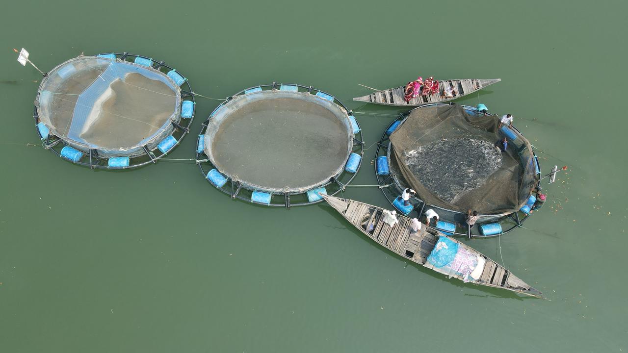 কোরাল চাষে ১ টাকা বিনিয়োগে ১ টাকা ৭০ পয়সা লাভ