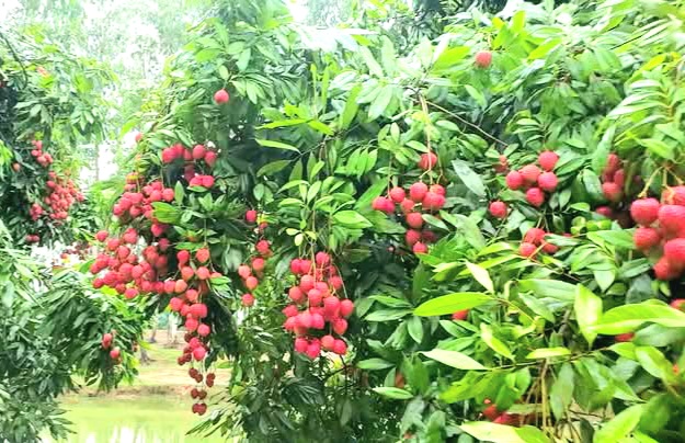 শিক্ষার্থীদের উদ্যোগে দিনাজপুরের লিচু যাচ্ছে ঢাকাসহ দেশের বিভিন্ন প্রান্তে