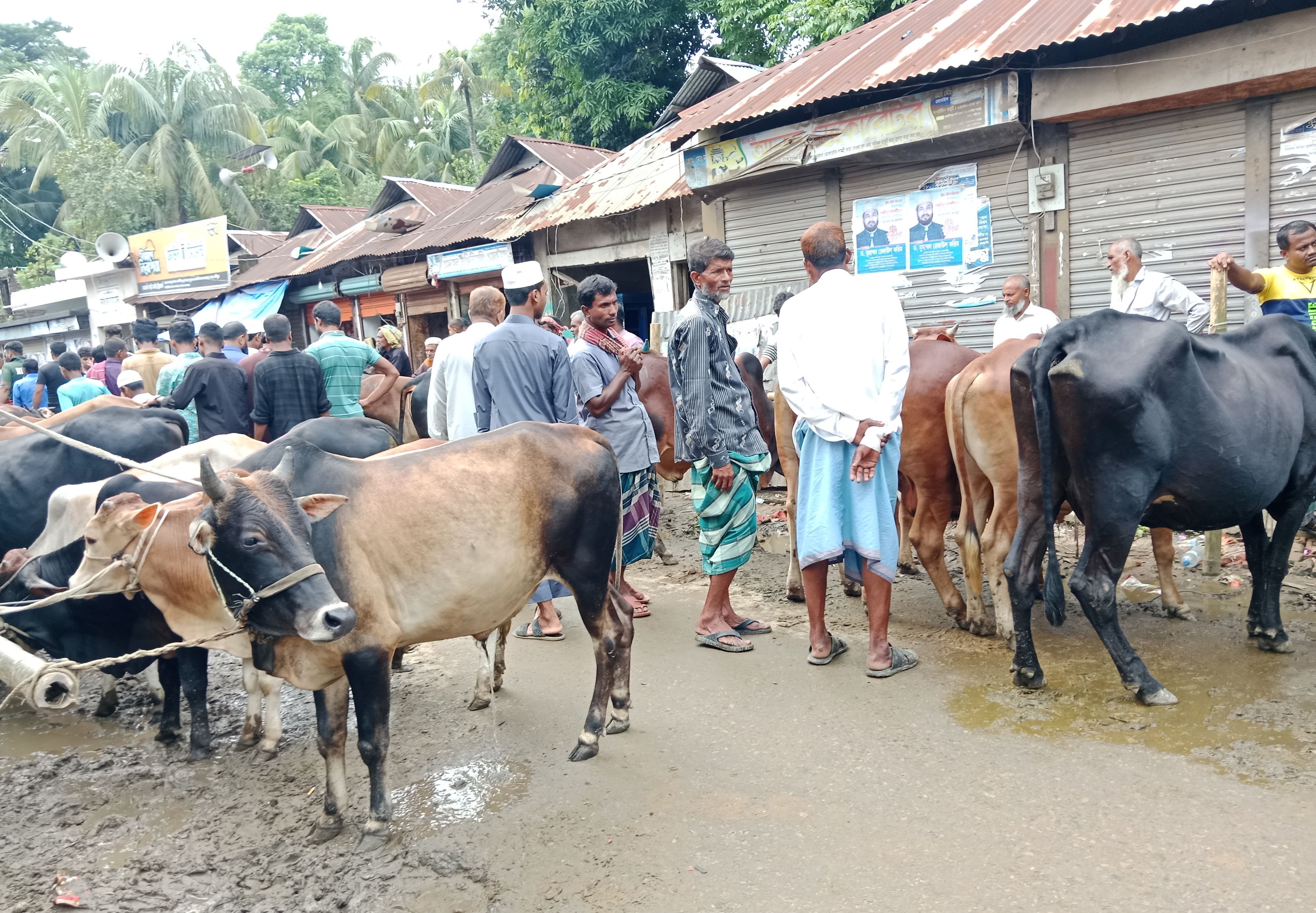 লক্ষ্মীপুরে সড়ক বন্ধ করে গরু-ছাগলের হাট, ভোগান্তি চরমে!