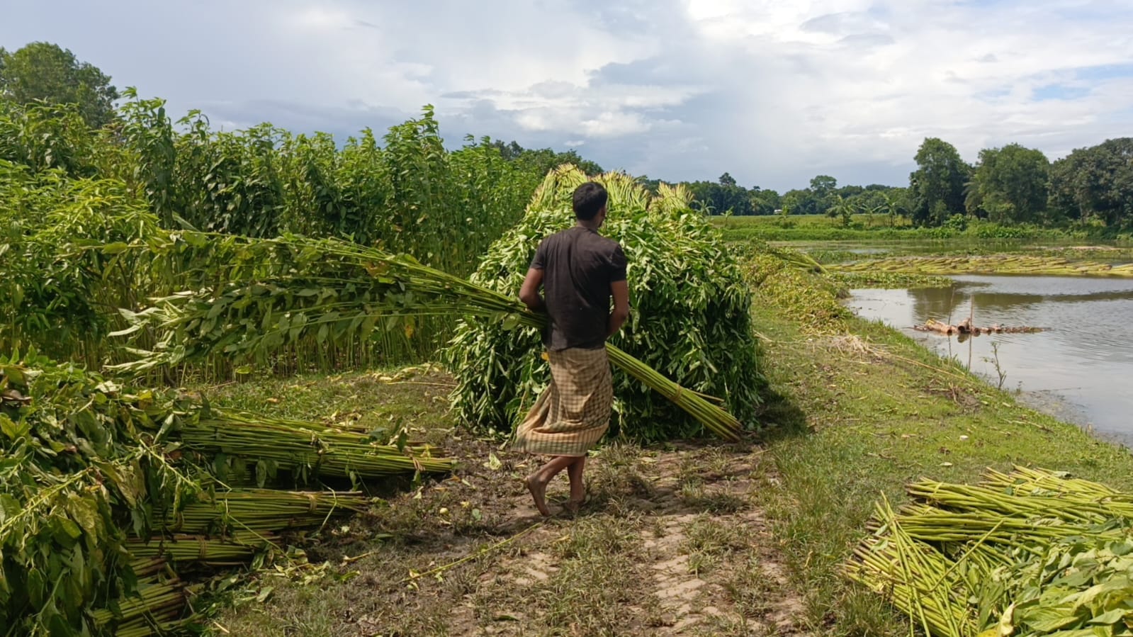 সালথায় পানির অভাবে পাট নিয়ে সঙ্কটে চাষিরা