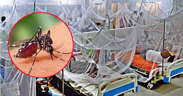 এ বছর ডেঙ্গুতে মৃত্যু ৫০ ছাড়াল