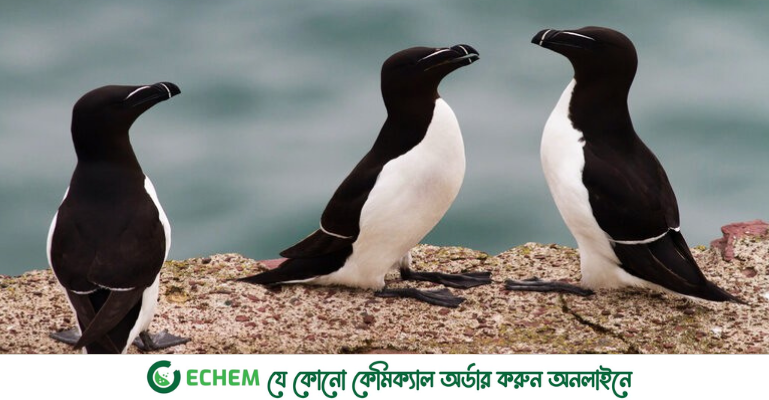 পেঙ্গুইন ভেবে ভূল করবেন না, এরা মূলত সমুদ্রযোদ্ধা রেজরবিল