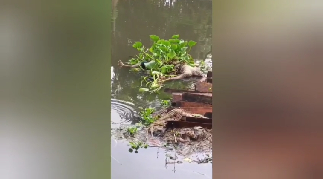 ফরিদপুরের সালথায় অজ্ঞাত যুবকের অর্ধগলিত লাশ উদ্ধার