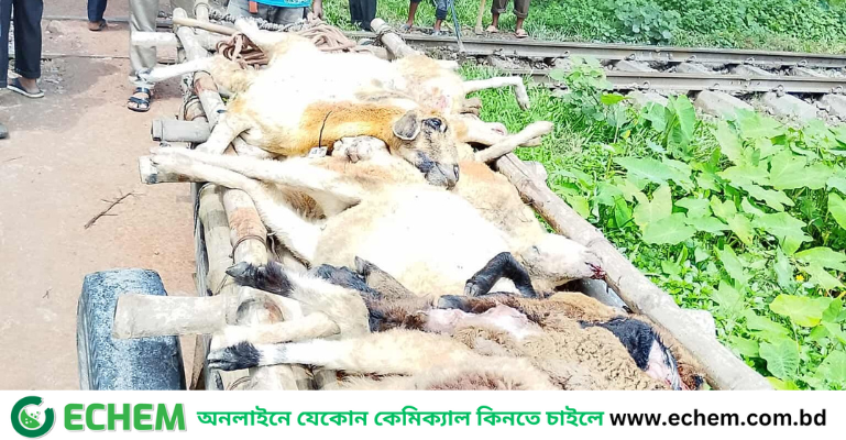 ট্রেনে কাটা পড়ল বাকৃবির গবেষণারত ২২টি উন্নত জাতের ভেড়া
