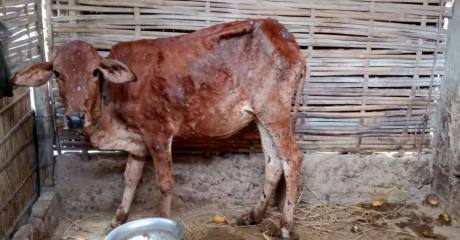 ঠাকুরগাঁওয়ে অদ্ভূত এলএসডি ভাইরাসে একের পর এক মরছে গরু, দিশেহারা কৃষক ও খামারিরা