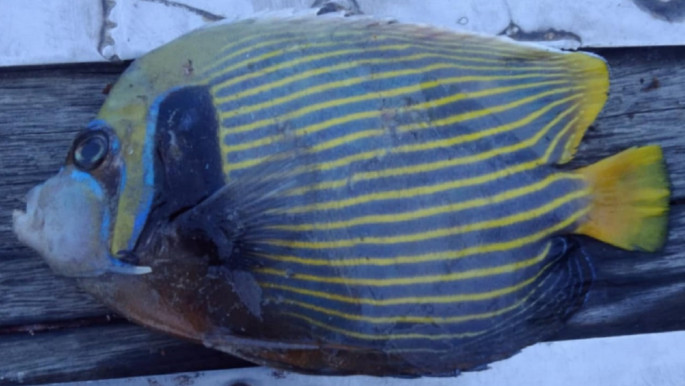 কুয়াকাটায় জেলের জালে উঠল বিরল প্রজাতির অ্যাঞ্জেলফিশ