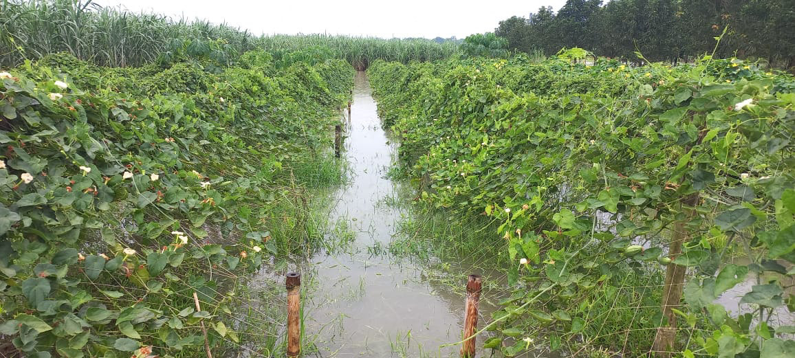 লালপুরে হুহু করে বাড়ছে পদ্মার পানি, তলিয়ে গেছে ফসলের ক্ষেত