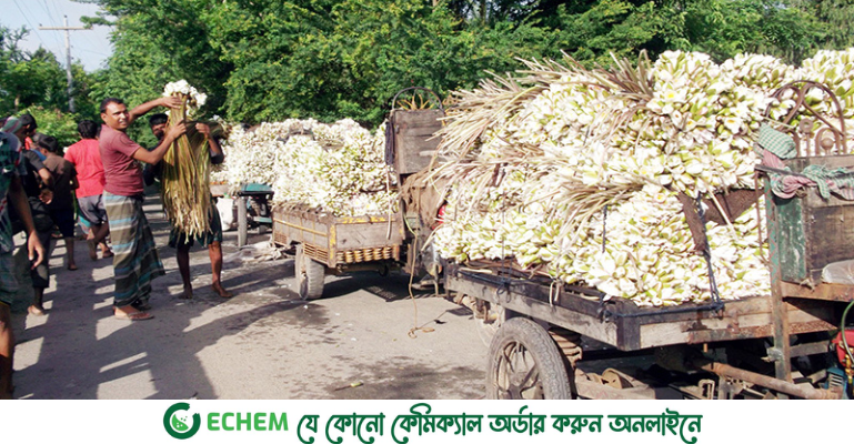 কাশিয়ানীতে শাপলা বিক্রির টাকায় সংসার চলে তিন হাজার পরিবারের