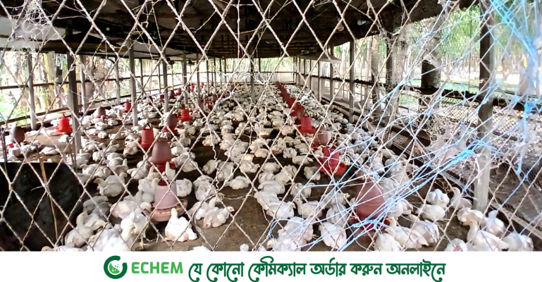 গরমে ব্রয়লারের উৎপাদন বাড়াতে গাবা সমৃদ্ধ খাদ্যে নতুন সাফল্য