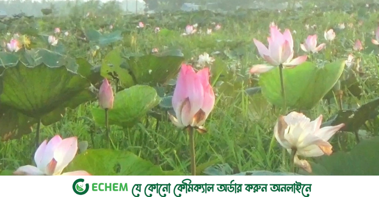 গোপালগঞ্জের বলাকইড়ে মনোহর পদ্মমেলা