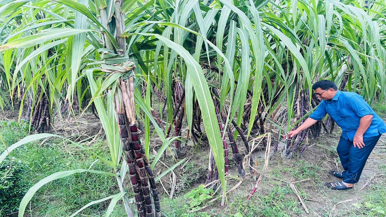 ঠাকুরগাঁওয়ে চাষ হচ্ছে অস্ট্রেলিয়া ও ফিলিপাইন জাতের আখ