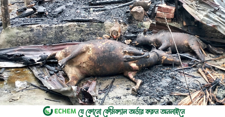 ফুলবাড়ীতে গোয়ালঘরে আগুন— ৪টি গবাদি পশু হারিয়ে দিশেহারা কৃষক