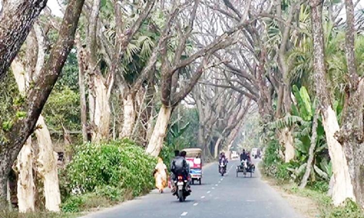 গোপালগঞ্জের উলপুর নিজড়া সড়কের মরা গাছ এখন মরণ ফাঁদ