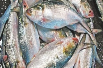 লক্ষ্মীপুরে ইলিশের উত্তাপে পুড়ছে নিম্ন ও মধ্যবিত্তরা!