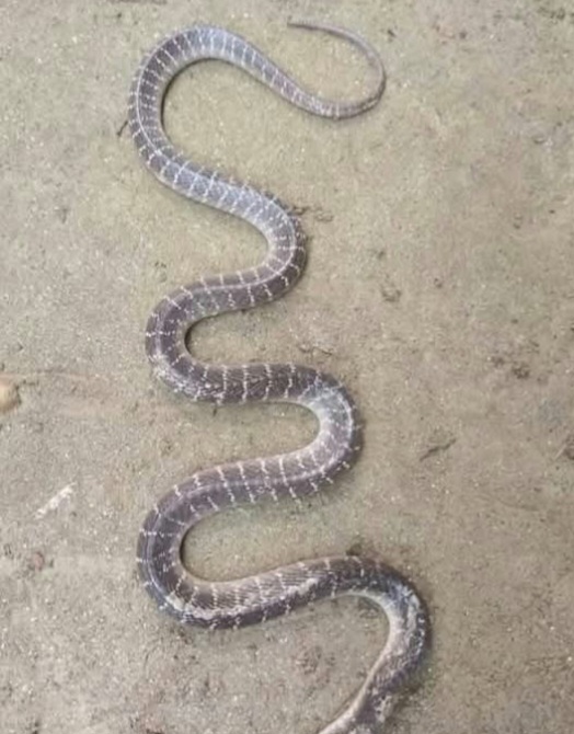 ফুলবাড়ীতে সাপের দংশনে অষ্টম শ্রেণির ছাত্রীর মৃত্যু