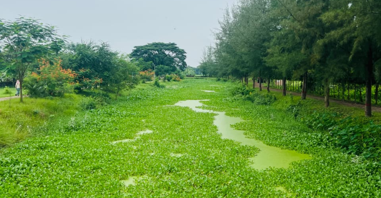 সৌন্দর্য হারাচ্ছে ইসলামী বিশ্ববিদ্যালয়ের মীর মুগ্ধ সরোবর; পাশেই ময়লার ভাগাড়