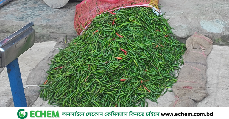পূজোয় আমদানি বন্ধের সুযোগে একদিনে সাতক্ষীরায় কাঁচামরিচের দাম বেড়েছে একশ টাকা