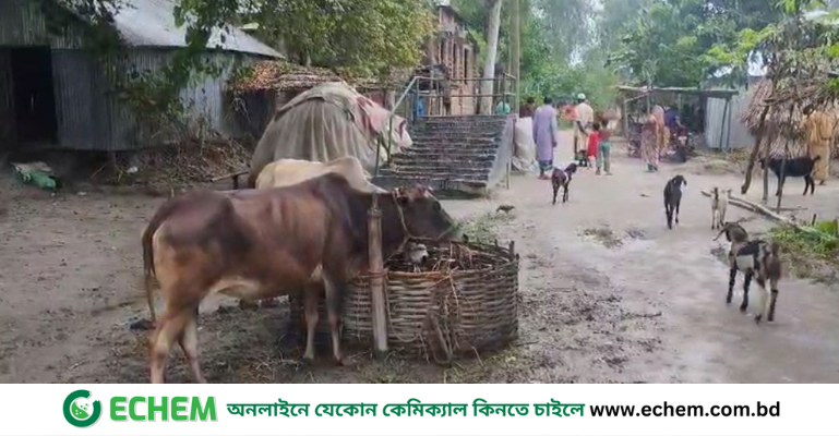 উপসর্গ থাকলেও গাইবান্ধায় নারীর মৃত্যু অ্যানথ্রাক্সে নয়