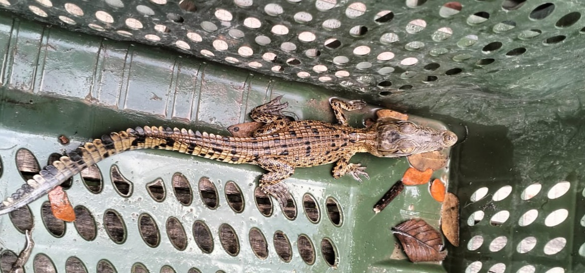 জেলের জালে ধরা পড়া কুমিরের বাচ্চা সুন্দরবনের নদীতে অবমুক্ত