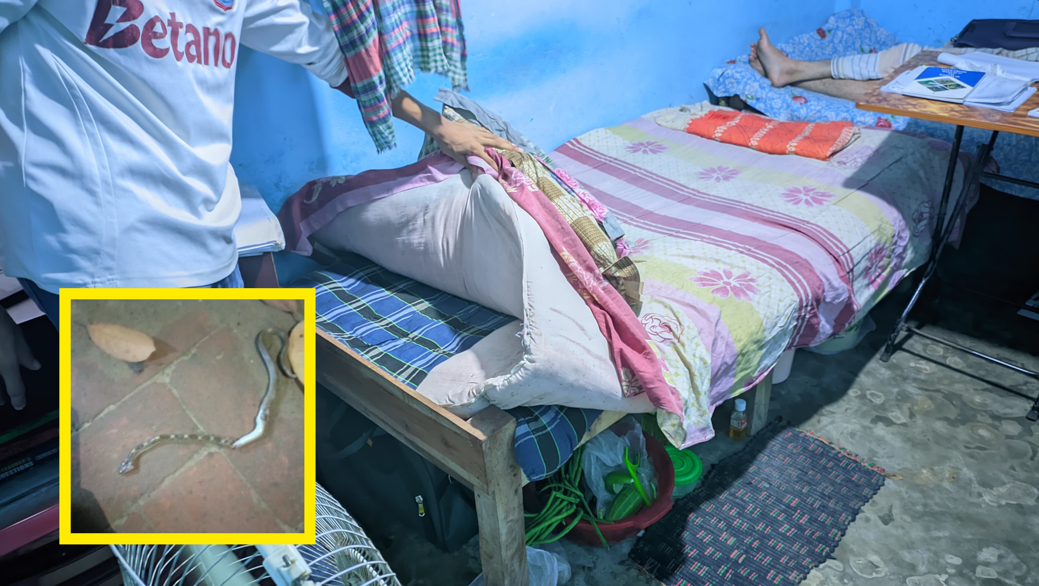 চবি শিক্ষার্থীর বালিশের নিচ থেকে সাপ উদ্ধার
