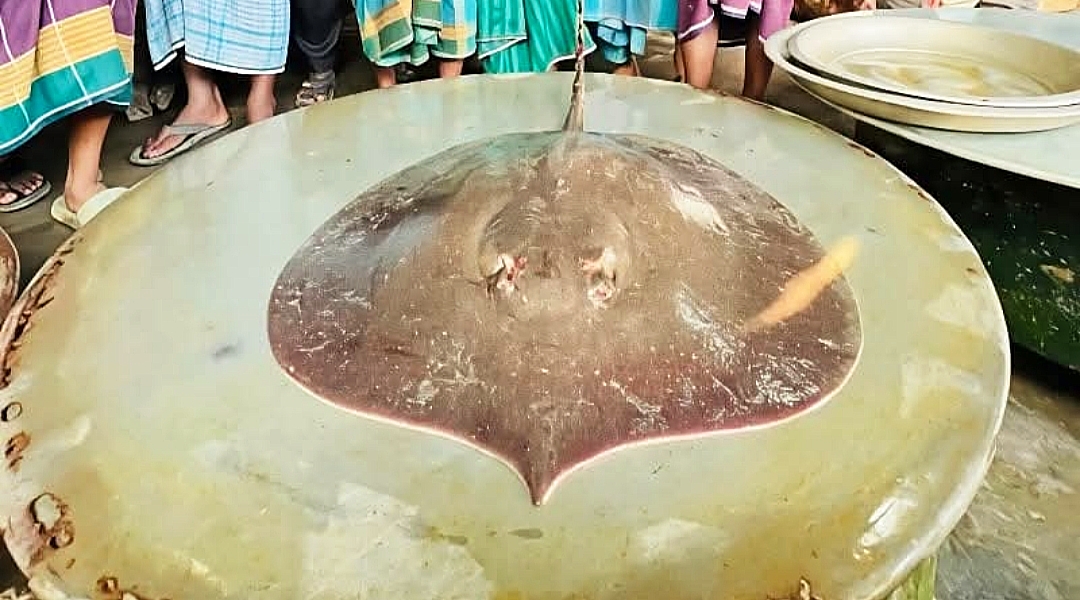 ফরিদপুরে পদ্মায় ধরা পড়ল ৭ কেজির বিরল ‘শাপলা পাতা’ মাছ