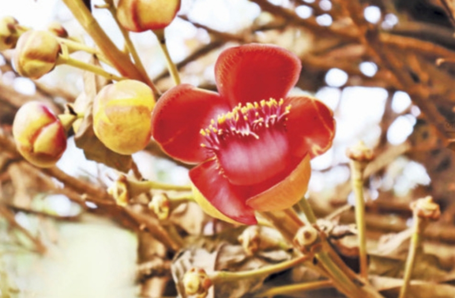 নাগলিঙ্গম: খুলনা বিশ্ববিদ্যালয় ক্যাম্পাসের জীবন্ত ঐতিহ্য