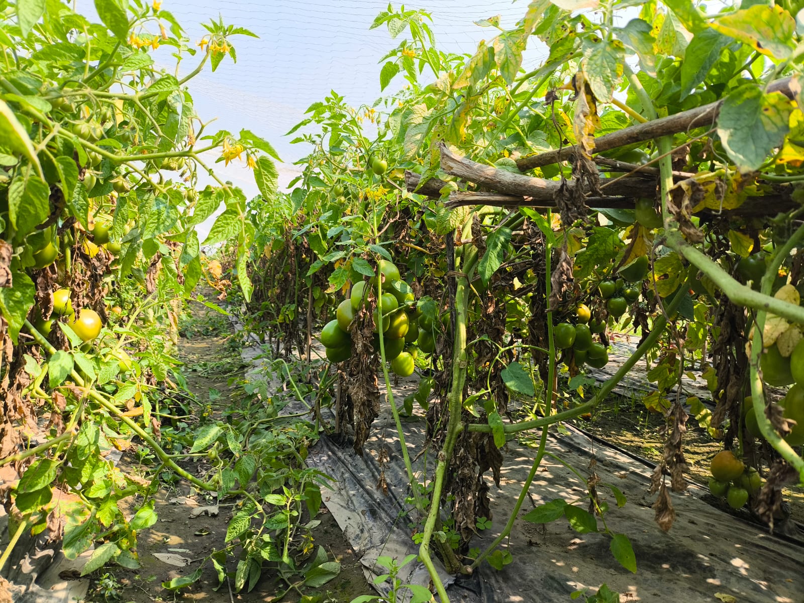 জামালপুরে মালচিং প্রযুক্তিতে চাষাবাদ, কম খরচে লাভবান কৃষক